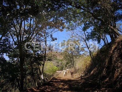 VENTA DE FINCA PREMIUM EN ALAJUELA – 396 HECTÁREAS — Foto 7