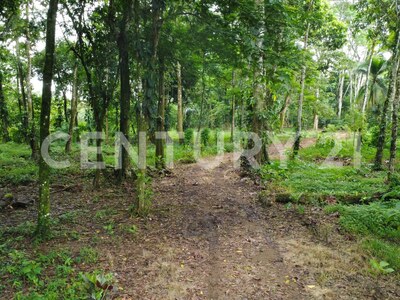 Venta de finca en Horquetas de Sarapiquí — Foto 19