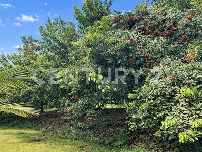 Venta de finca en Horquetas de Sarapiquí — Foto 3