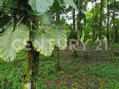 Venta de finca en Horquetas de Sarapiquí — Foto 16