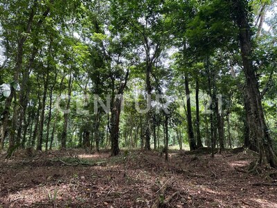 Venta de finca en Horquetas de Sarapiquí — Foto 12