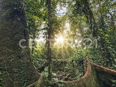 Venta de finca en Horquetas de Sarapiquí — Foto 14