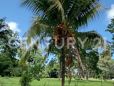 Venta de Finca rodeada de naturaleza y muy cerca del mar, en Westfalia, Limón, Costa Rica — Foto 52