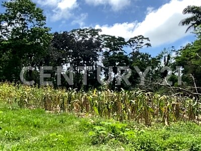 Venta de Finca rodeada de naturaleza y muy cerca del mar, en Westfalia, Limón, Costa Rica — Foto 29