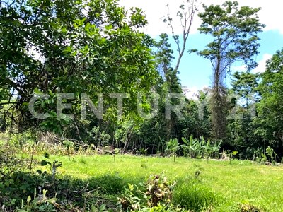 Venta de Finca rodeada de naturaleza y muy cerca del mar, en Westfalia, Limón, Costa Rica — Foto 24