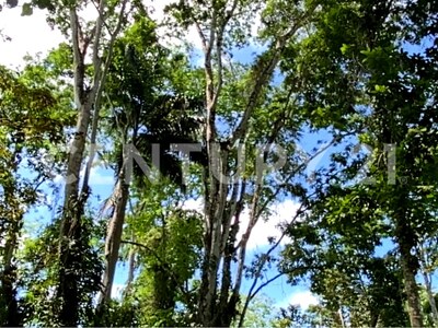 Venta de Finca rodeada de naturaleza y muy cerca del mar, en Westfalia, Limón, Costa Rica — Foto 32