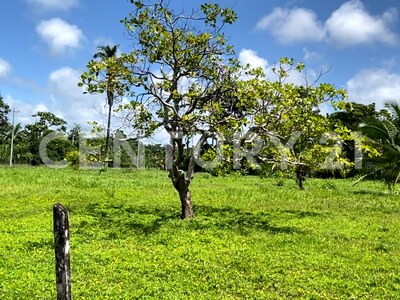 Venta de Finca rodeada de naturaleza y muy cerca del mar, en Westfalia, Limón, Costa Rica — Foto 14