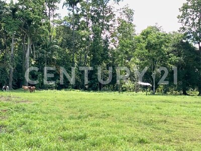 Venta de Finca rodeada de naturaleza y muy cerca del mar, en Westfalia, Limón, Costa Rica — Foto 47