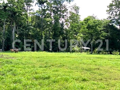 Venta de Finca rodeada de naturaleza y muy cerca del mar, en Westfalia, Limón, Costa Rica — Foto 17