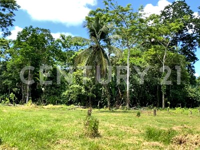 Venta de Finca rodeada de naturaleza y muy cerca del mar, en Westfalia, Limón, Costa Rica — Foto 25