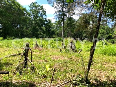Venta de Finca rodeada de naturaleza y muy cerca del mar, en Westfalia, Limón, Costa Rica — Foto 21