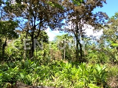 Venta de Finca rodeada de naturaleza y muy cerca del mar, en Westfalia, Limón, Costa Rica — Foto 31