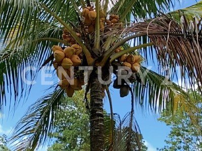 Venta de Finca rodeada de naturaleza y muy cerca del mar, en Westfalia, Limón, Costa Rica — Foto 55