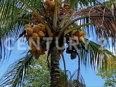 Venta de Finca rodeada de naturaleza y muy cerca del mar, en Westfalia, Limón, Costa Rica — Foto 54