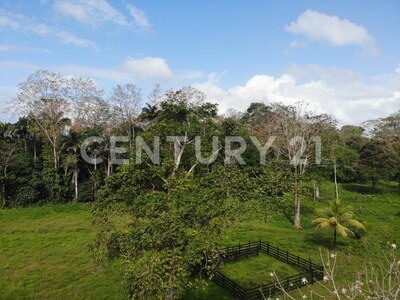 Venta de Finca rodeada de naturaleza y muy cerca del mar, en Westfalia, Limón, Costa Rica — Foto 59