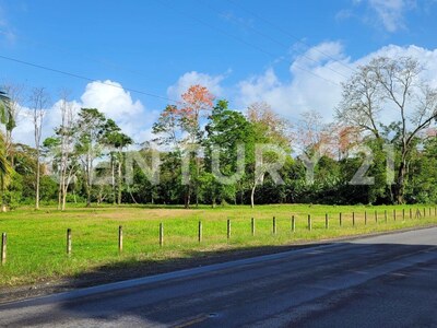 Venta de Finca rodeada de naturaleza y muy cerca del mar, en Westfalia, Limón, Costa Rica — Foto 3