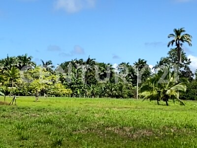 Venta de Finca rodeada de naturaleza y muy cerca del mar, en Westfalia, Limón, Costa Rica — Foto 21