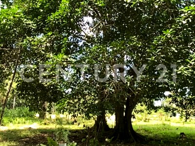 Venta de Finca rodeada de naturaleza y muy cerca del mar, en Westfalia, Limón, Costa Rica — Foto 36