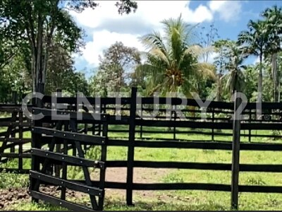 Venta de Finca rodeada de naturaleza y muy cerca del mar, en Westfalia, Limón, Costa Rica — Foto 51