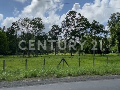 Venta de Finca rodeada de naturaleza y muy cerca del mar, en Westfalia, Limón, Costa Rica — Foto 38