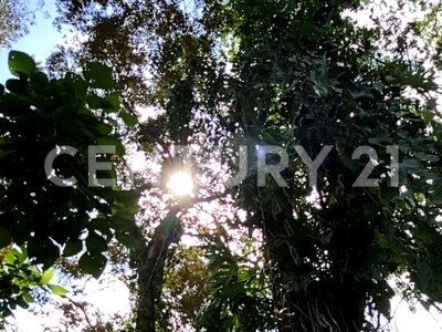 Venta de Finca rodeada de naturaleza y muy cerca del mar, en Westfalia, Limón, Costa Rica — Foto 35