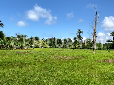 Venta de Finca rodeada de naturaleza y muy cerca del mar, en Westfalia, Limón, Costa Rica — Foto 20