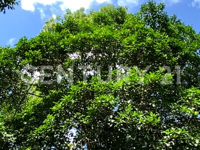 Venta de Finca rodeada de naturaleza y muy cerca del mar, en Westfalia, Limón, Costa Rica — Foto 36