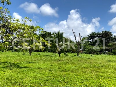 Venta de Finca rodeada de naturaleza y muy cerca del mar, en Westfalia, Limón, Costa Rica — Foto 15