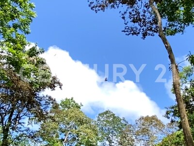 Venta de Finca rodeada de naturaleza y muy cerca del mar, en Westfalia, Limón, Costa Rica — Foto 33