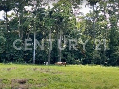 Venta de Finca rodeada de naturaleza y muy cerca del mar, en Westfalia, Limón, Costa Rica — Foto 9