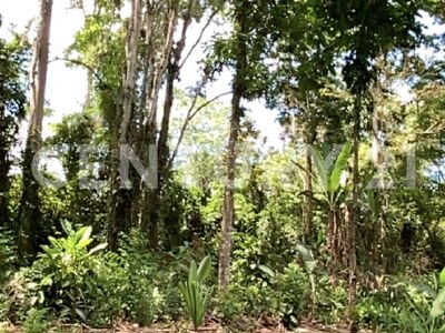 Venta de Finca rodeada de naturaleza y muy cerca del mar, en Westfalia, Limón, Costa Rica — Foto 50