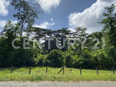 Venta de Finca rodeada de naturaleza y muy cerca del mar, en Westfalia, Limón, Costa Rica — Foto 46