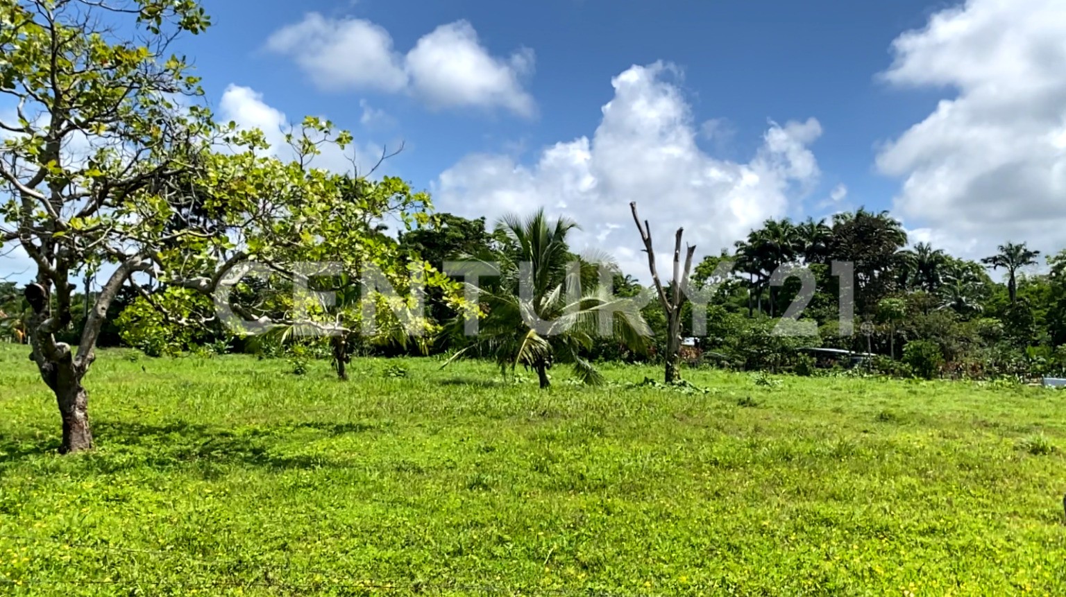 Venta de Finca rodeada de naturaleza y muy cerca del mar, en Westfalia, Limón, Costa Rica — Foto 2