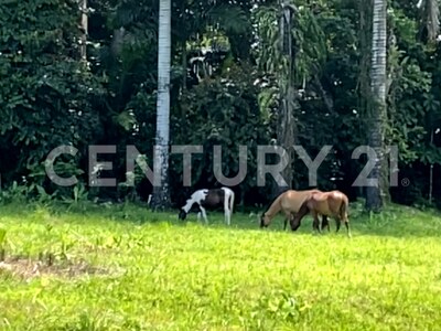 Venta de Finca rodeada de naturaleza y muy cerca del mar, en Westfalia, Limón, Costa Rica — Foto 19