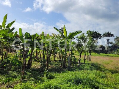 Venta de Finca rodeada de naturaleza y muy cerca del mar, en Westfalia, Limón, Costa Rica — Foto 64