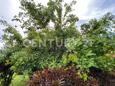 Venta de lote en Chachagua, San Ramón Alajuela — Foto 22