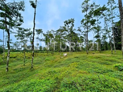 Venta de Terreno en La Colonia de Guápiles — Foto 7