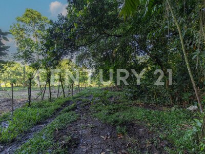 Venta de Finca en La Colonia, Guápiles — Foto 6