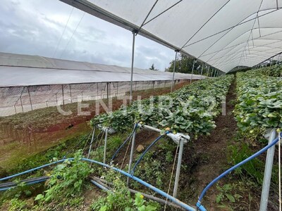 SE VENDE Finca EN DOTA- INVERSIÓN RURAL! — Foto 21