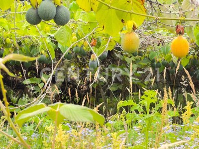 SE VENDE Finca EN DOTA- INVERSIÓN RURAL! — Foto 33