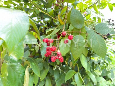 SE VENDE Finca EN DOTA- INVERSIÓN RURAL! — Foto 34
