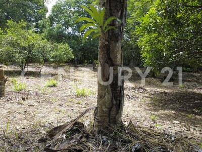 Venta de 2 lotes contiguos en San Mateo de Alajuela — Foto 7